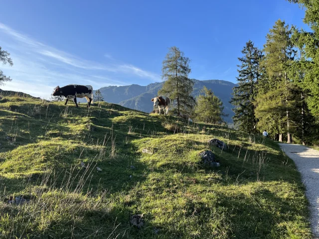 Kühe auf Weide