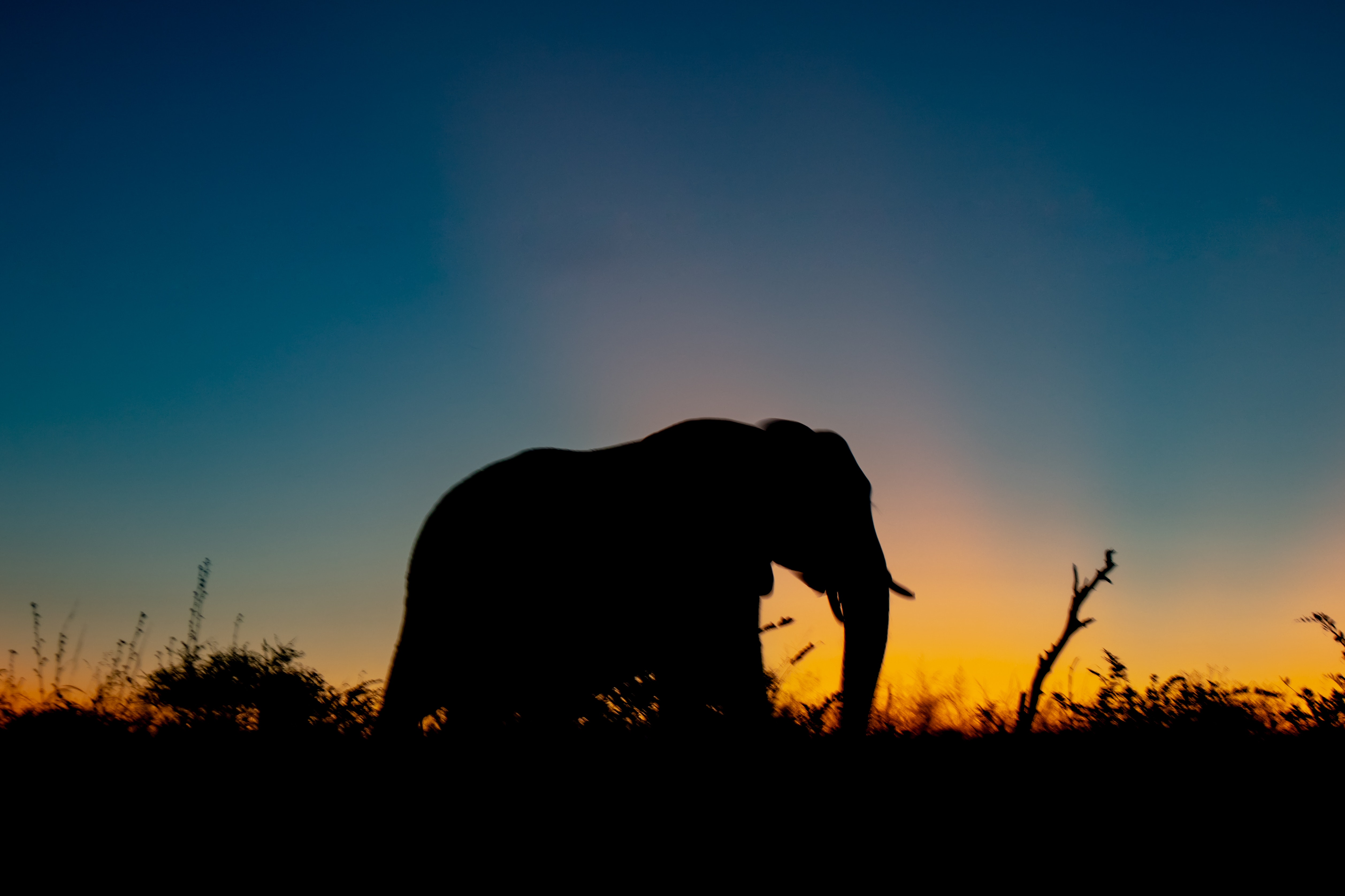 Silhouette eines Elefanten mit Sonnenuntergang im Hintergrund